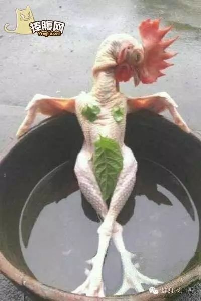 健身房请私教需要注意什么_健身房请私教前_健身房请私教和不请私教的区别
